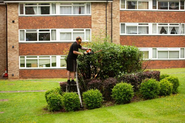 Garden shrub maintenance in Surrey from GCS FM